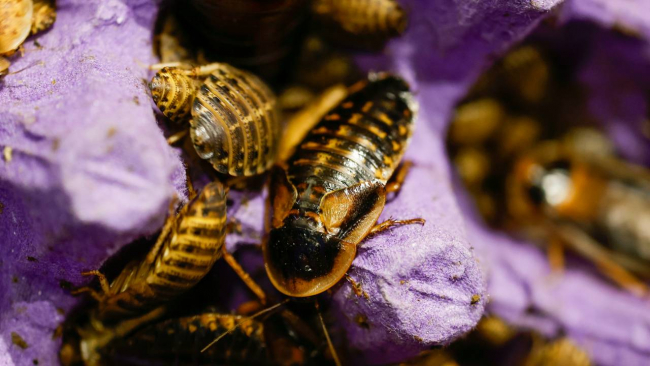 Çiftlikte yetiştirilen "hamam böcekleri" 15 liraya kadar alıcı buluyor